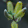 Willow Catkin - Photo by Richard Stewart