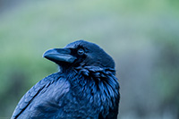 Raven - Photo by Richard Stewart